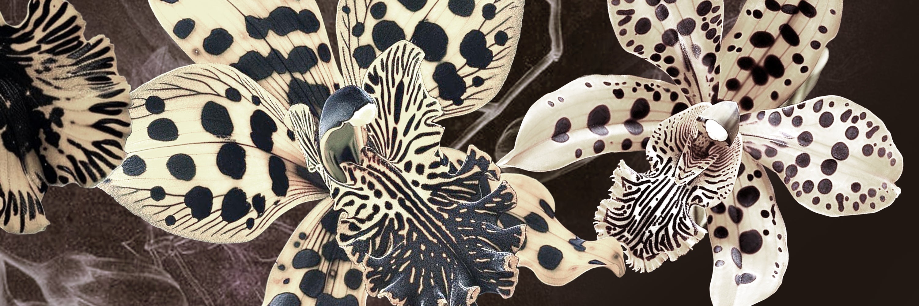 LEO ORCHID